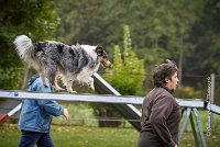 003 AGILITY ARGENTEUIL - HOBI -5097 : 2016, 23 Octobre 2016, AGILITY ARGENTEUIL, Catégorie B, Chien de berger Shetland, Club FREPILLON - SCCF, D034, Dossard 34, GPF, HOBI, Michèle ANDRIEU