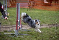 004 AGILITY ARGENTEUIL - HOBI -5098 : 2016, 23 Octobre 2016, AGILITY ARGENTEUIL, Catégorie B, Chien de berger Shetland, Club FREPILLON - SCCF, D034, Dossard 34, GPF, HOBI, Michèle ANDRIEU