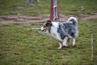 005 AGILITY ARGENTEUIL - HOBI -5099 : 2016, 23 Octobre 2016, AGILITY ARGENTEUIL, Catégorie B, Chien de berger Shetland, Club FREPILLON - SCCF, D034, Dossard 34, GPF, HOBI, Michèle ANDRIEU