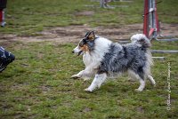 006 AGILITY ARGENTEUIL - HOBI -5100 : 2016, 23 Octobre 2016, AGILITY ARGENTEUIL, Catégorie B, Chien de berger Shetland, Club FREPILLON - SCCF, D034, Dossard 34, GPF, HOBI, Michèle ANDRIEU