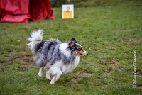 008 AGILITY ARGENTEUIL - HOBI -5102 : 2016, 23 Octobre 2016, AGILITY ARGENTEUIL, Catégorie B, Chien de berger Shetland, Club FREPILLON - SCCF, D034, Dossard 34, GPF, HOBI, Michèle ANDRIEU