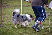 009 AGILITY ARGENTEUIL - HOBI -5103 : 2016, 23 Octobre 2016, AGILITY ARGENTEUIL, Catégorie B, Chien de berger Shetland, Club FREPILLON - SCCF, D034, Dossard 34, GPF, HOBI, Michèle ANDRIEU