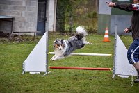 010 AGILITY ARGENTEUIL - HOBI -5104 : 2016, 23 Octobre 2016, AGILITY ARGENTEUIL, Catégorie B, Chien de berger Shetland, Club FREPILLON - SCCF, D034, Dossard 34, GPF, HOBI, Michèle ANDRIEU