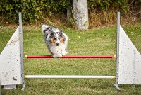 011 AGILITY ARGENTEUIL - HOBI -6792 : 2016, 23 Octobre 2016, 2ème degré, AGILITY ARGENTEUIL, Catégorie B, Chien de berger Shetland, Club FREPILLON - SCCF, D034, Dossard 34, HOBI, Michèle ANDRIEU