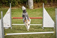 012 AGILITY ARGENTEUIL - HOBI -6793 : 2016, 23 Octobre 2016, 2ème degré, AGILITY ARGENTEUIL, Catégorie B, Chien de berger Shetland, Club FREPILLON - SCCF, D034, Dossard 34, HOBI, Michèle ANDRIEU