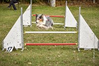 013 AGILITY ARGENTEUIL - HOBI -6794 : 2016, 23 Octobre 2016, 2ème degré, AGILITY ARGENTEUIL, Catégorie B, Chien de berger Shetland, Club FREPILLON - SCCF, D034, Dossard 34, HOBI, Michèle ANDRIEU