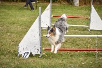 014 AGILITY ARGENTEUIL - HOBI -6795 : 2016, 23 Octobre 2016, 2ème degré, AGILITY ARGENTEUIL, Catégorie B, Chien de berger Shetland, Club FREPILLON - SCCF, D034, Dossard 34, HOBI, Michèle ANDRIEU