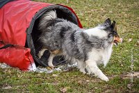 015 AGILITY ARGENTEUIL - HOBI -6798 : 2016, 23 Octobre 2016, 2ème degré, AGILITY ARGENTEUIL, Catégorie B, Chien de berger Shetland, Club FREPILLON - SCCF, D034, Dossard 34, HOBI, Michèle ANDRIEU