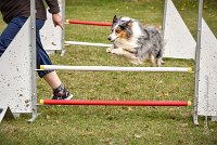 016 AGILITY ARGENTEUIL - HOBI -6800 : 2016, 23 Octobre 2016, 2ème degré, AGILITY ARGENTEUIL, Catégorie B, Chien de berger Shetland, Club FREPILLON - SCCF, D034, Dossard 34, HOBI, Michèle ANDRIEU