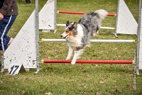 017 AGILITY ARGENTEUIL - HOBI -6801 : 2016, 23 Octobre 2016, 2ème degré, AGILITY ARGENTEUIL, Catégorie B, Chien de berger Shetland, Club FREPILLON - SCCF, D034, Dossard 34, HOBI, Michèle ANDRIEU