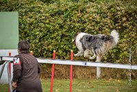 018 AGILITY ARGENTEUIL - HOBI -6802 : 2016, 23 Octobre 2016, 2ème degré, AGILITY ARGENTEUIL, Catégorie B, Chien de berger Shetland, Club FREPILLON - SCCF, D034, Dossard 34, HOBI, Michèle ANDRIEU