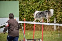 019 AGILITY ARGENTEUIL - HOBI -6803 : 2016, 23 Octobre 2016, 2ème degré, AGILITY ARGENTEUIL, Catégorie B, Chien de berger Shetland, Club FREPILLON - SCCF, D034, Dossard 34, HOBI, Michèle ANDRIEU