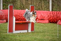 021 AGILITY ARGENTEUIL - HOBI -6805 : 2016, 23 Octobre 2016, 2ème degré, AGILITY ARGENTEUIL, Catégorie B, Chien de berger Shetland, Club FREPILLON - SCCF, D034, Dossard 34, HOBI, Michèle ANDRIEU