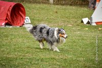 022 AGILITY ARGENTEUIL - HOBI -6806 : 2016, 23 Octobre 2016, 2ème degré, AGILITY ARGENTEUIL, Catégorie B, Chien de berger Shetland, Club FREPILLON - SCCF, D034, Dossard 34, HOBI, Michèle ANDRIEU