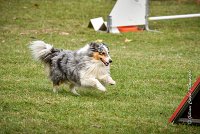 023 AGILITY ARGENTEUIL - HOBI -6807 : 2016, 23 Octobre 2016, 2ème degré, AGILITY ARGENTEUIL, Catégorie B, Chien de berger Shetland, Club FREPILLON - SCCF, D034, Dossard 34, HOBI, Michèle ANDRIEU