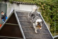 024 AGILITY ARGENTEUIL - HOBI -6808 : 2016, 23 Octobre 2016, 2ème degré, AGILITY ARGENTEUIL, Catégorie B, Chien de berger Shetland, Club FREPILLON - SCCF, D034, Dossard 34, HOBI, Michèle ANDRIEU