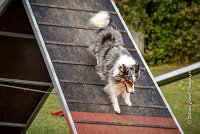 025 AGILITY ARGENTEUIL - HOBI -6809 : 2016, 23 Octobre 2016, 2ème degré, AGILITY ARGENTEUIL, Catégorie B, Chien de berger Shetland, Club FREPILLON - SCCF, D034, Dossard 34, HOBI, Michèle ANDRIEU