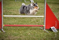 026 AGILITY ARGENTEUIL - HOBI -6810 : 2016, 23 Octobre 2016, 2ème degré, AGILITY ARGENTEUIL, Catégorie B, Chien de berger Shetland, Club FREPILLON - SCCF, D034, Dossard 34, HOBI, Michèle ANDRIEU