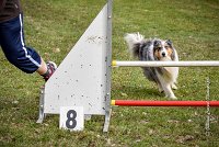 027 AGILITY ARGENTEUIL - HOBI -6812 : 2016, 23 Octobre 2016, 2ème degré, AGILITY ARGENTEUIL, Catégorie B, Chien de berger Shetland, Club FREPILLON - SCCF, D034, Dossard 34, HOBI, Michèle ANDRIEU