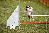 028 AGILITY ARGENTEUIL - HOBI -6813 : 2016, 23 Octobre 2016, 2ème degré, AGILITY ARGENTEUIL, Catégorie B, Chien de berger Shetland, Club FREPILLON - SCCF, D034, Dossard 34, HOBI, Michèle ANDRIEU