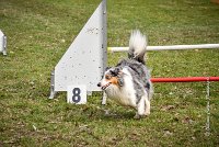 029 AGILITY ARGENTEUIL - HOBI -6814 : 2016, 23 Octobre 2016, 2ème degré, AGILITY ARGENTEUIL, Catégorie B, Chien de berger Shetland, Club FREPILLON - SCCF, D034, Dossard 34, HOBI, Michèle ANDRIEU