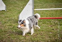 030 AGILITY ARGENTEUIL - HOBI -6815 : 2016, 23 Octobre 2016, 2ème degré, AGILITY ARGENTEUIL, Catégorie B, Chien de berger Shetland, Club FREPILLON - SCCF, D034, Dossard 34, HOBI, Michèle ANDRIEU