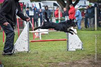 004 AGILITY ARGENTEUIL - HOUPS -5414 : 2016, 23 Octobre 2016, AGILITY ARGENTEUIL, AUGIER Jean-Claude, Catégorie C, D116, Dossard 116, GPF, HOUPS