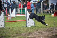 005 AGILITY ARGENTEUIL - HOUPS -5415 : 2016, 23 Octobre 2016, AGILITY ARGENTEUIL, AUGIER Jean-Claude, Catégorie C, D116, Dossard 116, GPF, HOUPS