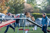 001 AGILITY ARGENTEUIL - CAT C - INOX -6109 : 2016, 23 Octobre 2016, AGILITY ARGENTEUIL, BERGER ALLEMAND, Catégorie C, INOX