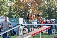 002 AGILITY ARGENTEUIL - CAT C - INOX -6110 : 2016, 23 Octobre 2016, AGILITY ARGENTEUIL, BERGER ALLEMAND, Catégorie C, INOX