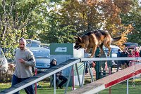 003 AGILITY ARGENTEUIL - CAT C - INOX -6111 : 2016, 23 Octobre 2016, AGILITY ARGENTEUIL, BERGER ALLEMAND, Catégorie C, INOX