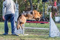 004 AGILITY ARGENTEUIL - CAT C - INOX -6112 : 2016, 23 Octobre 2016, AGILITY ARGENTEUIL, BERGER ALLEMAND, Catégorie C, INOX