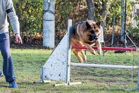 005 AGILITY ARGENTEUIL - CAT C - INOX -6113 : 2016, 23 Octobre 2016, AGILITY ARGENTEUIL, BERGER ALLEMAND, Catégorie C, INOX