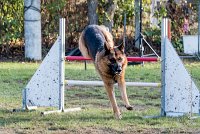 006 AGILITY ARGENTEUIL - CAT C - INOX -6114 : 2016, 23 Octobre 2016, AGILITY ARGENTEUIL, BERGER ALLEMAND, Catégorie C, INOX