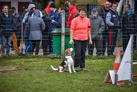 001 AGILITY ARGENTEUIL - ITHAQUE -5185 : 2016, 23 Octobre 2016, AGILITY ARGENTEUIL, Catégorie B, D088, Dossard 88, GPF, ITHAQUE