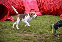 004 AGILITY ARGENTEUIL - ITHAQUE -5188 : 2016, 23 Octobre 2016, AGILITY ARGENTEUIL, Catégorie B, D088, Dossard 88, GPF, ITHAQUE