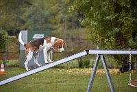 005 AGILITY ARGENTEUIL - ITHAQUE -5189 : 2016, 23 Octobre 2016, AGILITY ARGENTEUIL, Catégorie B, D088, Dossard 88, GPF, ITHAQUE