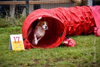 007 AGILITY ARGENTEUIL - ITHAQUE -5191 : 2016, 23 Octobre 2016, AGILITY ARGENTEUIL, Catégorie B, D088, Dossard 88, GPF, ITHAQUE