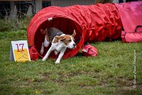 008 AGILITY ARGENTEUIL - ITHAQUE -5192 : 2016, 23 Octobre 2016, AGILITY ARGENTEUIL, Catégorie B, D088, Dossard 88, GPF, ITHAQUE