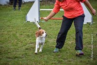 013 AGILITY ARGENTEUIL - ITHAQUE -5197 : 2016, 23 Octobre 2016, AGILITY ARGENTEUIL, Catégorie B, D088, Dossard 88, GPF, ITHAQUE