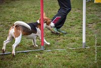 014 AGILITY ARGENTEUIL - ITHAQUE -5198 : 2016, 23 Octobre 2016, AGILITY ARGENTEUIL, Catégorie B, D088, Dossard 88, GPF, ITHAQUE