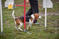 015 AGILITY ARGENTEUIL - ITHAQUE -5199 : 2016, 23 Octobre 2016, AGILITY ARGENTEUIL, Catégorie B, D088, Dossard 88, GPF, ITHAQUE