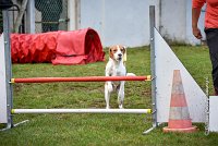 016 AGILITY ARGENTEUIL - ITHAQUE -5200 : 2016, 23 Octobre 2016, AGILITY ARGENTEUIL, Catégorie B, D088, Dossard 88, GPF, ITHAQUE