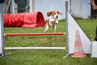 017 AGILITY ARGENTEUIL - ITHAQUE -5201 : 2016, 23 Octobre 2016, AGILITY ARGENTEUIL, Catégorie B, D088, Dossard 88, GPF, ITHAQUE