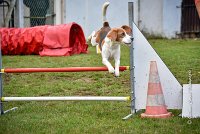 018 AGILITY ARGENTEUIL - ITHAQUE -5202 : 2016, 23 Octobre 2016, AGILITY ARGENTEUIL, Catégorie B, D088, Dossard 88, GPF, ITHAQUE