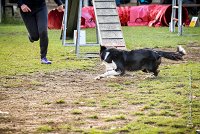 002 AGILITY ARGENTEUIL - IZARRA -5555 : 2016, 23 Octobre 2016, AGILITY ARGENTEUIL, BORDER COLLIE, Catégorie C, D030, DELABORDE Marine, Dossard 30, GPF, IZARRA