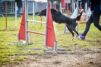 003 AGILITY ARGENTEUIL - IZARRA -5556 : 2016, 23 Octobre 2016, AGILITY ARGENTEUIL, BORDER COLLIE, Catégorie C, D030, DELABORDE Marine, Dossard 30, GPF, IZARRA