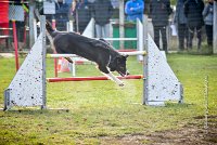 004 AGILITY ARGENTEUIL - IZARRA -5557 : 2016, 23 Octobre 2016, AGILITY ARGENTEUIL, BORDER COLLIE, Catégorie C, D030, DELABORDE Marine, Dossard 30, GPF, IZARRA