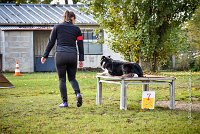 005 AGILITY ARGENTEUIL - IZARRA -5560 : 2016, 23 Octobre 2016, AGILITY ARGENTEUIL, BORDER COLLIE, Catégorie C, D030, DELABORDE Marine, Dossard 30, GPF, IZARRA