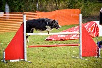 006 AGILITY ARGENTEUIL - IZARRA -5561 : 2016, 23 Octobre 2016, AGILITY ARGENTEUIL, BORDER COLLIE, Catégorie C, D030, DELABORDE Marine, Dossard 30, GPF, IZARRA